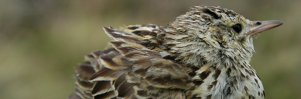 Falkland Pipit- Anthus correndera grayi 